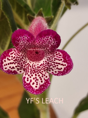 48. YF'S LEACH